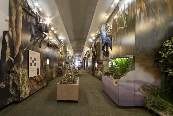 Insectarium, within the U.S. Custom House