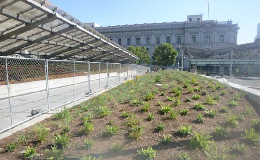 new plantings can be seen in the plaza of the San Francisco Federal Building
