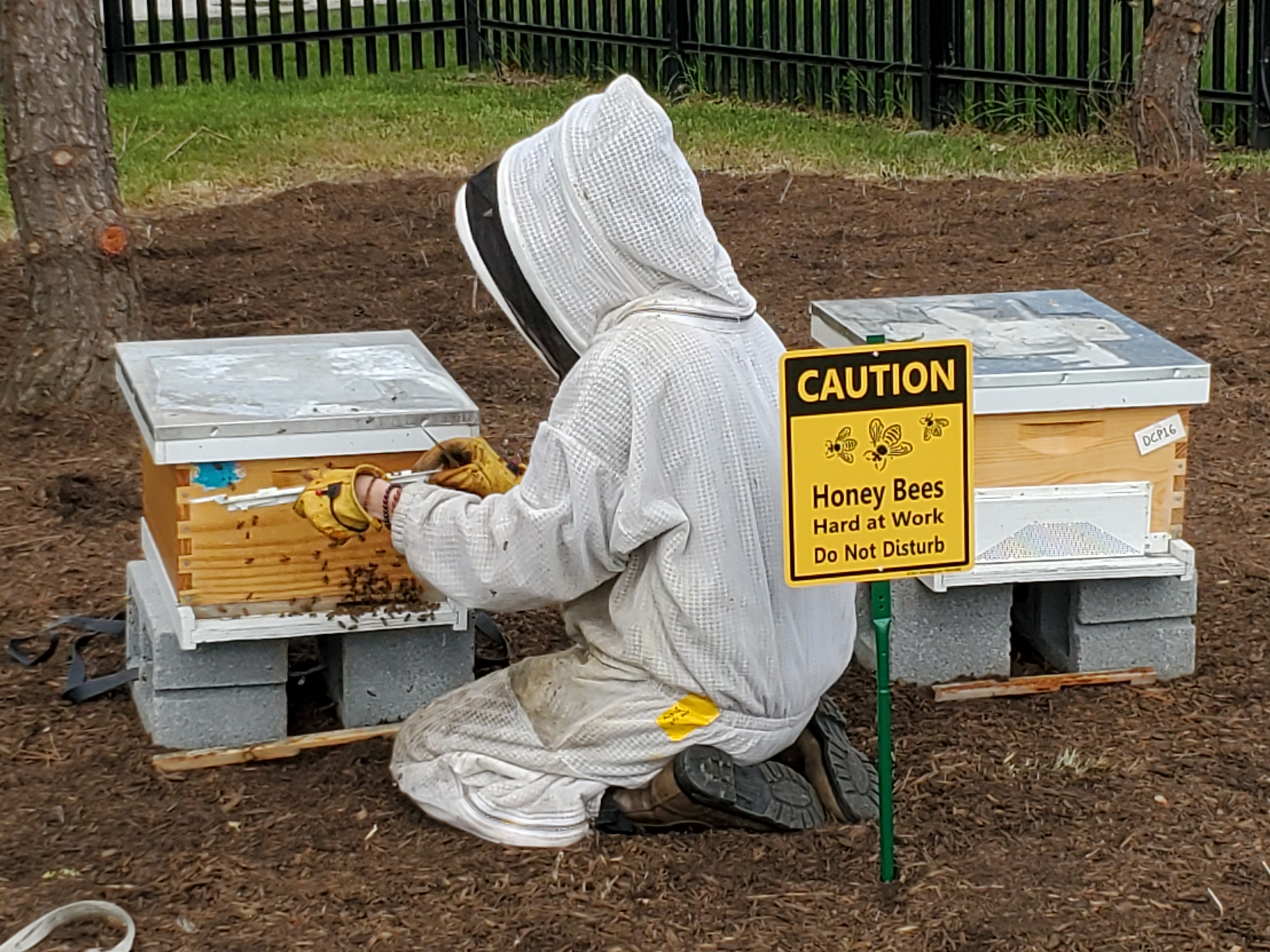 A bee keeper in a white bee keeping suit kneeling to check on two bee hives