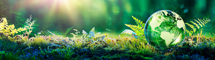 A glass globe sitting on a ground of green grass and ferns, with golden light coming down