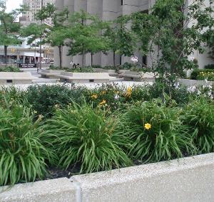 Long shot of McNamara Federal Plaza with flowerbo