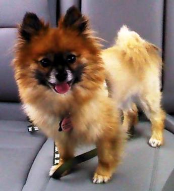 A Pomeranian dog stands on the backseat in a car.