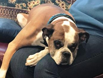 A boxer dog lies on a person's thighs on a cough.