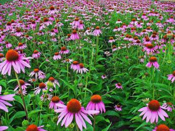 Photo of a large group of coneflowers with pinkish-purple petals and orange-brown centers