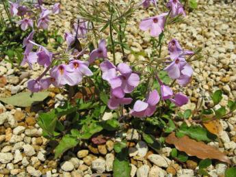 Photo of a plant with pink 5-petal flowers growing in a rocky bed