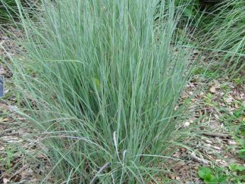 Photo of a green grassy plant