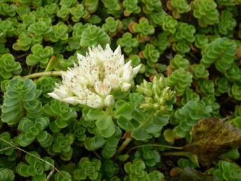 Photo of a short green plant with a single cluster of white flowers