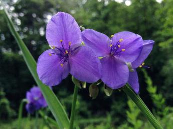Photo of purple flowers with three petals in a small cluster
