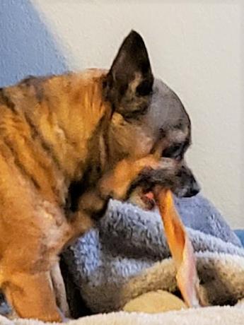A small multicolored dog eating a big bone.