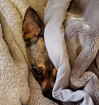 A small multicolored dog peeking out from a pile of beige blankets. 