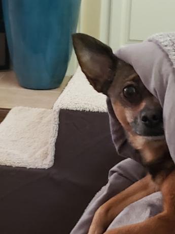 Dog with blanket over half of face in living area of home.