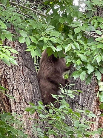 R8 Boulder bear in tree