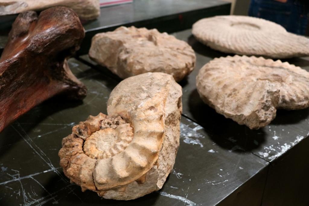 Fossils on table 