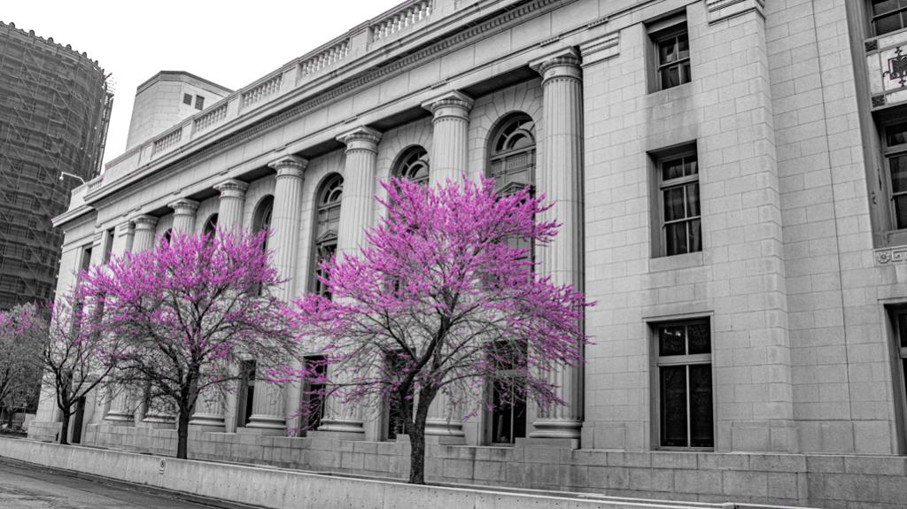 North side of the Frank E. Moss U.S. Courthouse off Market Street with blooming Eastern Redbud trees in the spring. Photo by Richard Stebbins