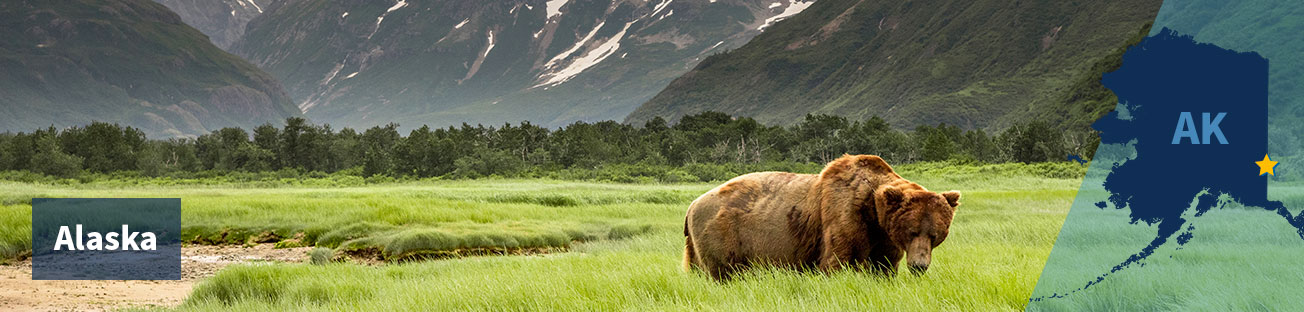 Large brown bear in a green field with scrubby trees in the middle ground and mountains with some snow in the background