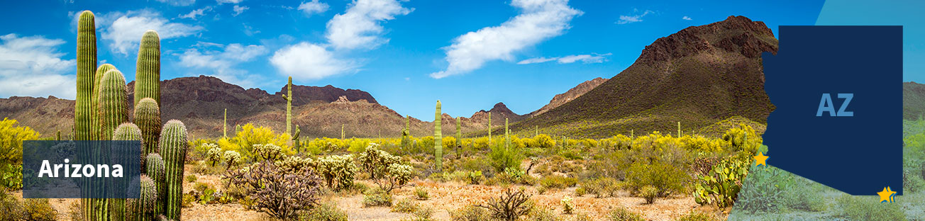 Field of suguaro cacti and scrubby bushes and low red hills in the background and a blue sky with white clouds