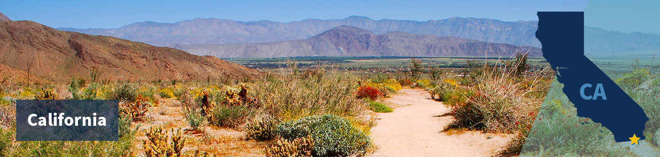 Field of scrubby bushes and desert flowers and low hills in the background and a blue sky